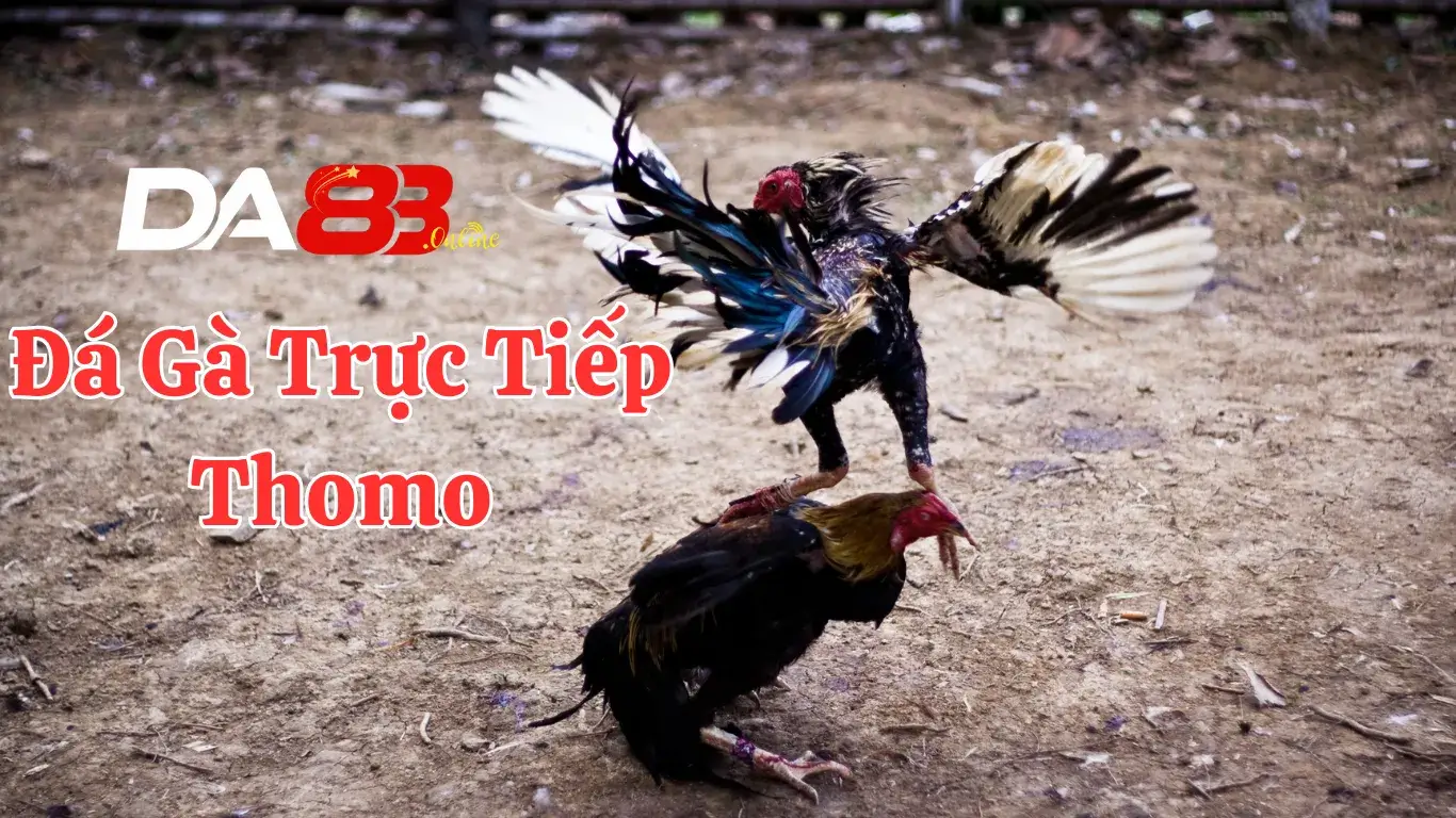 Điểm nổi bật tại sảnh đá gà trực tiếp thomo da83