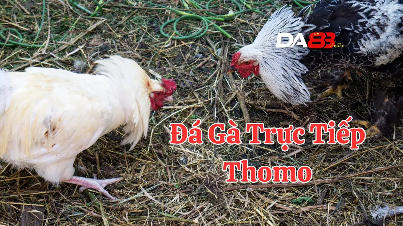 Giới Thiệu Sảnh Đá Gà Trực Tiếp Thomo